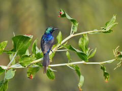 Cinnyris erythrocercus