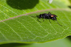 Anoplius semicinctus