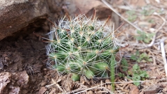 Mammillaria barbata