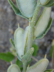 Fibigia eriocarpa