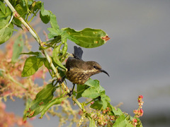 Cinnyris erythrocercus