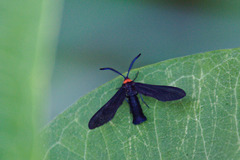 Grapeleaf Skeletonizer Moth