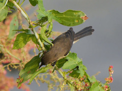 Cinnyris erythrocercus