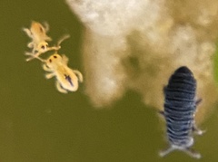 Sminthurides bifidus