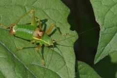 Barbitistes vicetinus