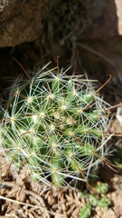Mammillaria barbata