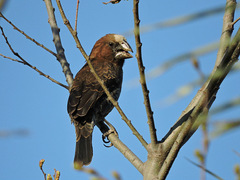 Amblyospiza albifrons