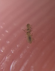 Sminthurides bifidus