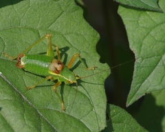 Barbitistes vicetinus