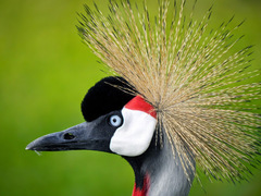 Balearica regulorum