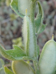 Fibigia eriocarpa