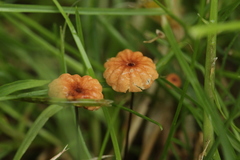 Marasmius curreyi