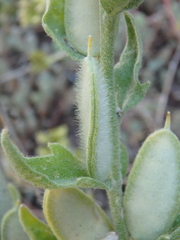 Fibigia eriocarpa