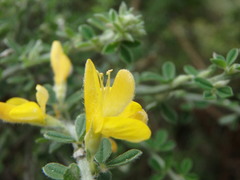 Genista canariensis image