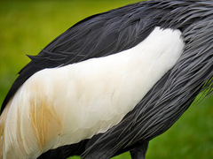 Balearica regulorum
