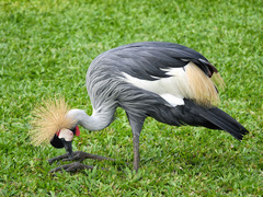 Balearica regulorum