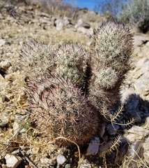 Escobaria alversonii