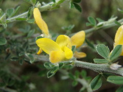 Genista canariensis image