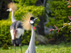 Balearica regulorum