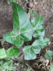 Hedera helix