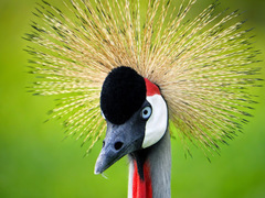 Balearica regulorum