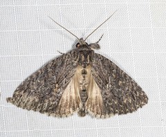 Crioa acronyctoides