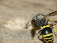 Ancistrocerus longispinosus