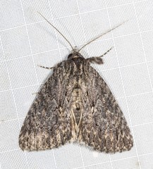 Crioa acronyctoides