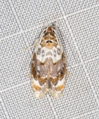 Piloprepes gelidella