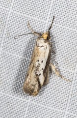 Philobota thiocrossa