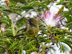 Cinnyris erythrocercus