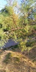Tamarix ramosissima