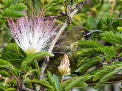 Cinnyris erythrocercus