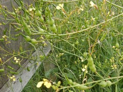 Raphanus raphanistrum landra