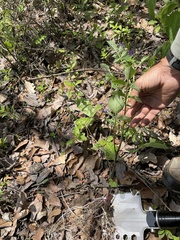Solanum demissum