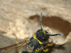 Ancistrocerus longispinosus