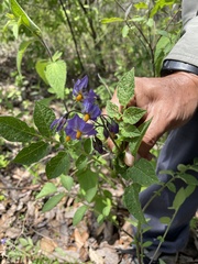 Solanum demissum