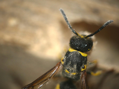 Ancistrocerus longispinosus