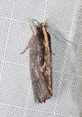 Archaereta dorsivittella