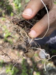 Solanum demissum