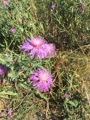 Centaurea jacea