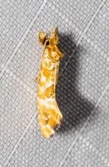 Moerarchis pyrochroa