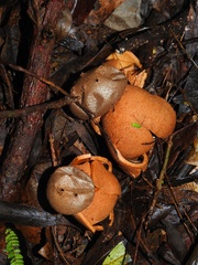Myriostoma