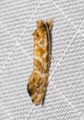 Moerarchis pyrochroa