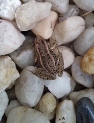 Lithobates palustris