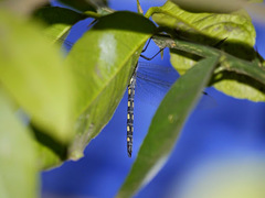 Zygonyx torridus