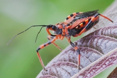 Rhynocoris rubricus