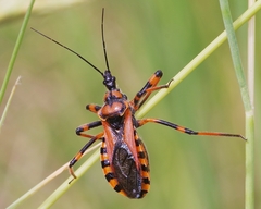 Rhynocoris rubricus