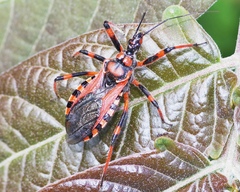 Rhynocoris rubricus