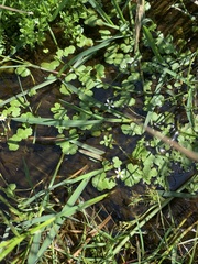 Ranunculus omiophyllus